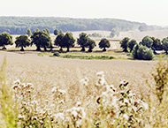 Getreidefelder mit Bäumen